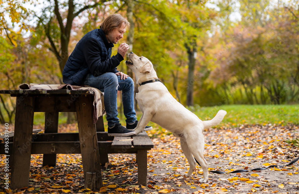 Wall mural man sits in park on a bench. labrador dog stands near owner in park. beautiful golden autumn backgro