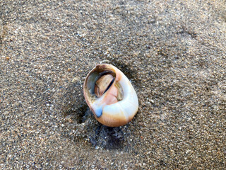 Hidden hermit crab on sand background. Focus selection