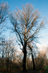 Autumn landscape. Trees without leaves. Autumn sunny day in the forest.