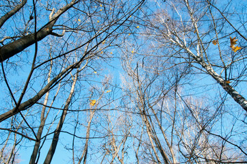 Background, texture. Branches of maples and birches without leaves. The tops of the trees against the sky.