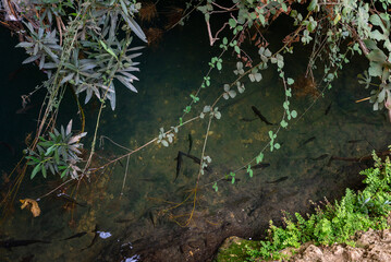 Young trout  fish swims in the swift, shallow, cold mountain Ayun river in the Galilee in northern Israel
