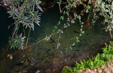 Young trout  fish swims in the swift, shallow, cold mountain Ayun river in the Galilee in northern Israel