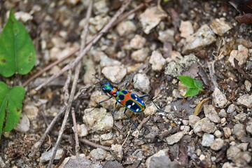 美しい日本のハンミョウ（Cicindela chinensis japonica）