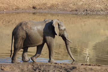 Afrikanischer Elefant im Mphongolo River/ African elephant in Mphongolo River / Loxodonta africana