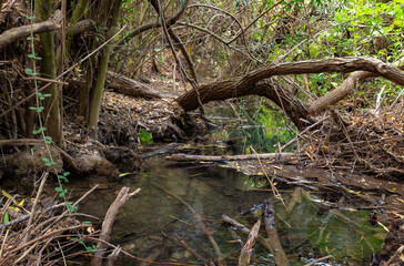 The swift,  shallow, cold mountain Ayun river in the Galilee in northern Israel