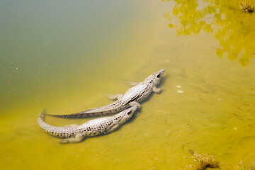 crocodile in the water