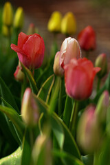 Fototapeta premium Tulips with dewdrops. Image with selective focus and toning. Image with noise effects. Focus on the back of a red Tulip.
