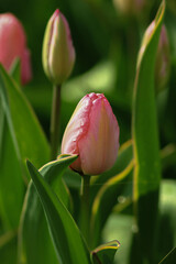 Pink Tulips with dewdrops. Image with selective focus and toning. Image with noise effects. Focus on the front flower.