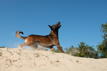Belgian shepherd seen from the side ready to jump or catch  its toy in sand dunes on a sunny day with clear sky