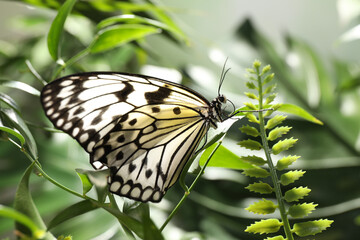 Beautiful rice paper butterfly on green plant in garden