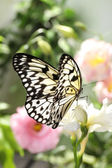 Beautiful rice paper butterfly on white flower in garden
