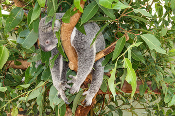 Koala im Baum © Michael