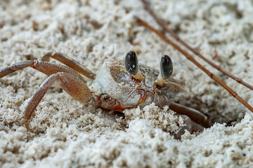 A small sand crab hides in its hole in the sand on the sea beach. To close.