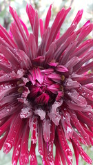 Close up of dark pink dahlia flower