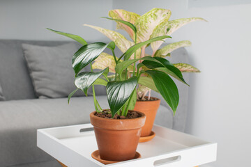 Philodendron Dragon Tail and Aglaonema in clay pots orange in the living room
