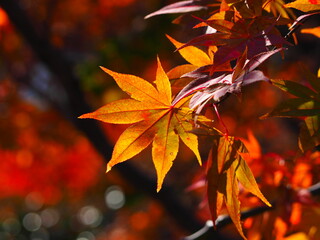 紅葉