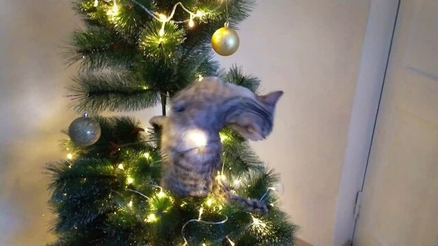 A cute playful cat climbed into the Christmas tree.