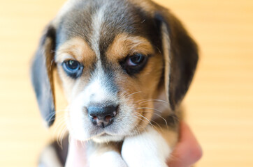 beagle puppy