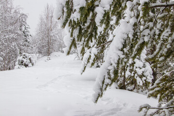 Winter landscape, trees in the snow. Beauty in nature. Beautiful panorama of the winter forest.