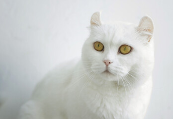 The white cat with yellow round eyes sitting. Image with selective focus and toning. Image with noise effects. Focus on the eyes.