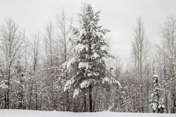 Winter landscape, trees in the snow. Beauty in nature. Beautiful panorama of the winter forest.