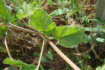 Soft Stork's-Bill (Erodium malacoides)