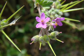 Soft Stork's-Bill (Erodium malacoides)