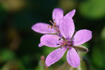 Soft Stork's-Bill (Erodium malacoides)