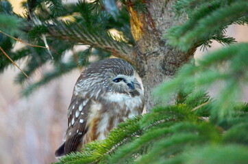 Northern Saw-whet Owl in the wild in Ontario, Canada