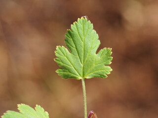 Soft Stork's-Bill (Erodium malacoides)
