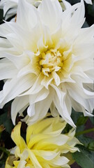 Close up of white and yellow dahlias