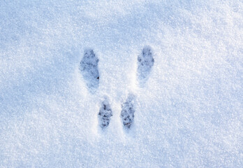 Squirrel footprints on the fresh snow, Finland
