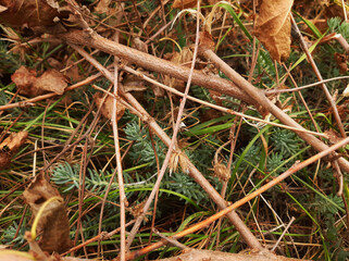 A spruce sprout breaking through among dry branches
