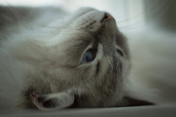 Siberian cat with blue eyes lying on the floor. Image with selective focus and toning. Image with noise effects. Focus on the eyes.