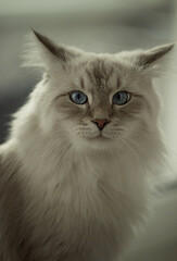 Portrait of a large Siberian cat with blue eyes. Image with selective focus and toning. Image with noise effects. Focus on the eyes.
