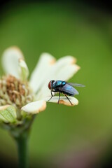 Close-up photo of fly on a white Zinnia flower in the home garden. Close-up photo of white zinnia flower in the garden.