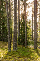 Woodland scene on a sunny day in late autumn with sunlit trees and mossy ground in Latvia