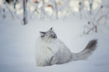 Siberian cat with blue eyes sitting in the snow. Image with selective focus and toning. Image with noise effects. Focus on the eyes.

