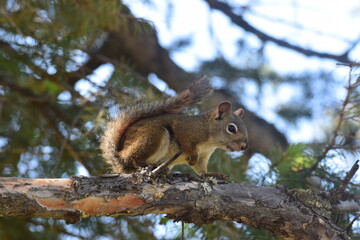 squirrel on a tree