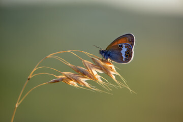 Fototapeta na wymiar butterfly sits on a blade of grass in the meadow before sunset