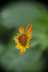 Close-up photo of yellow zinnia flower in the garden.