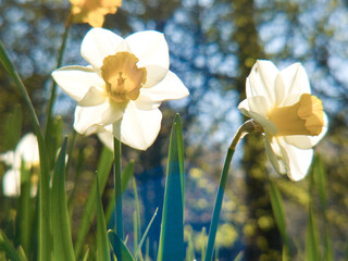 narcissus