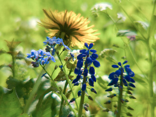 muscari