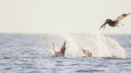 four brown pelicans dive into ocean to feed in slow motion action