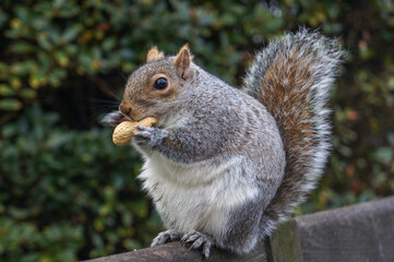 a squirrel eating a peanut at the park