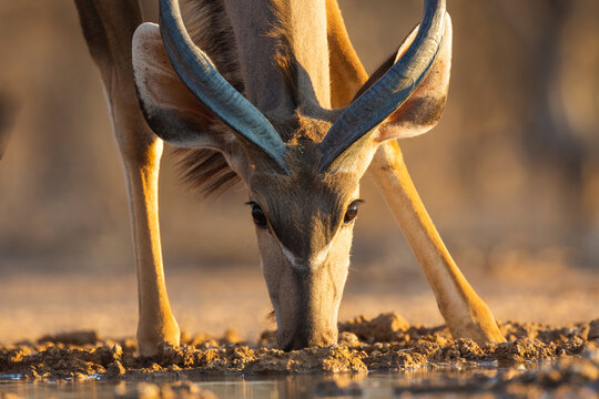 Close-up of a Greater Kudu (Tragelaphus strepsiceros) drinking from a well