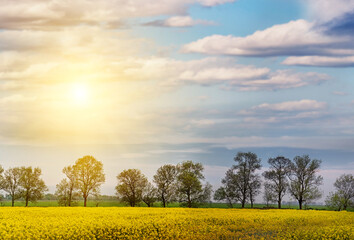 Obraz premium spring yellow blooming rapeseed fields. Spring landscape. 