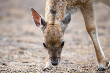Ein junges Reh im Wald