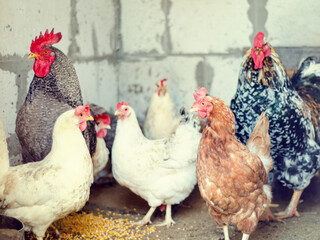 chicken coop