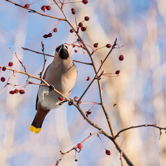 Birds waxwing on a tree close-up